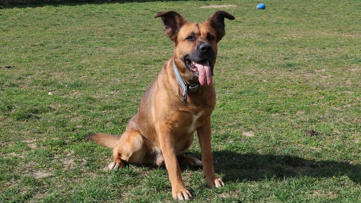 brauner hund