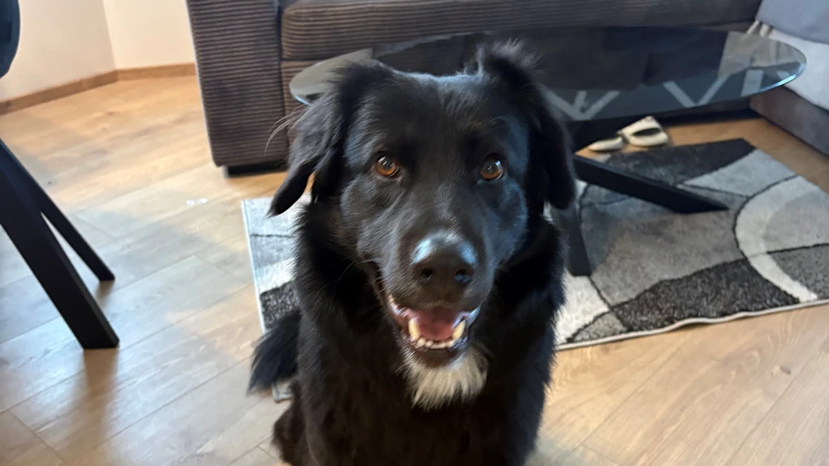 Balou