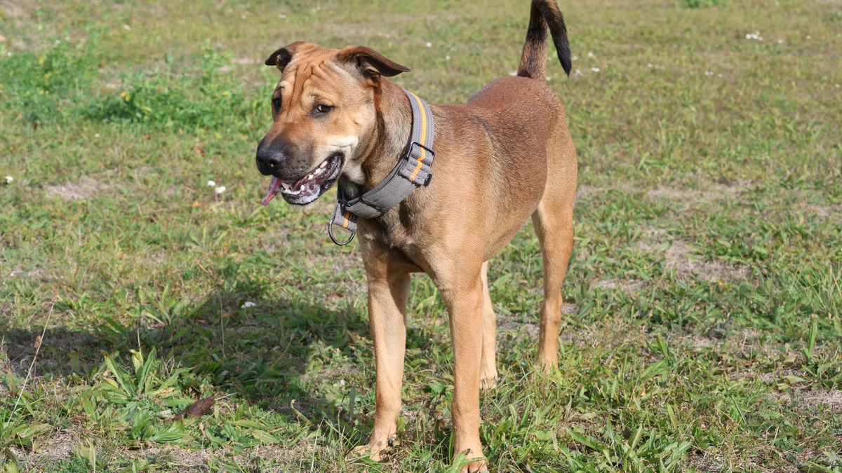 Brauner Hund