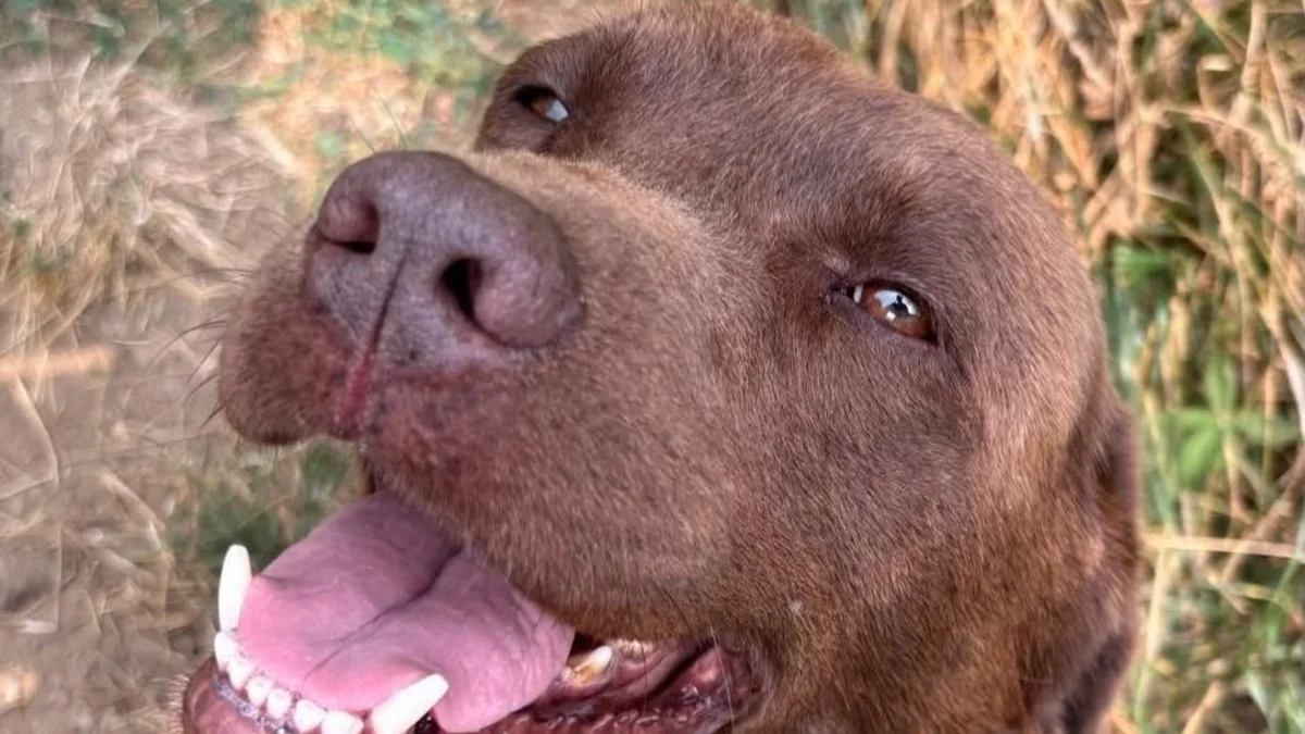 Hank