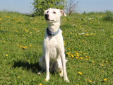Foto Hund Lucky