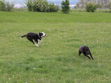 Foto Hunde Luna & Speedy