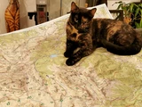 Stella