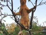Maris am Baum