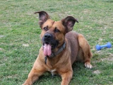 brauner hund