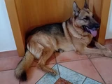 Bronko