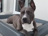 Kira