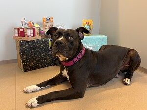 Sonnentier(e) beim Auspacken von Weihnachtsgeschenken