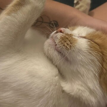 © UrheberIn Herr Gerti