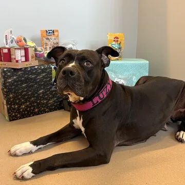 Sonnentier(e) beim Auspacken von Weihnachtsgeschenken