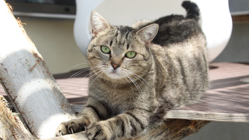 Foto Katze Endivia im Liegen