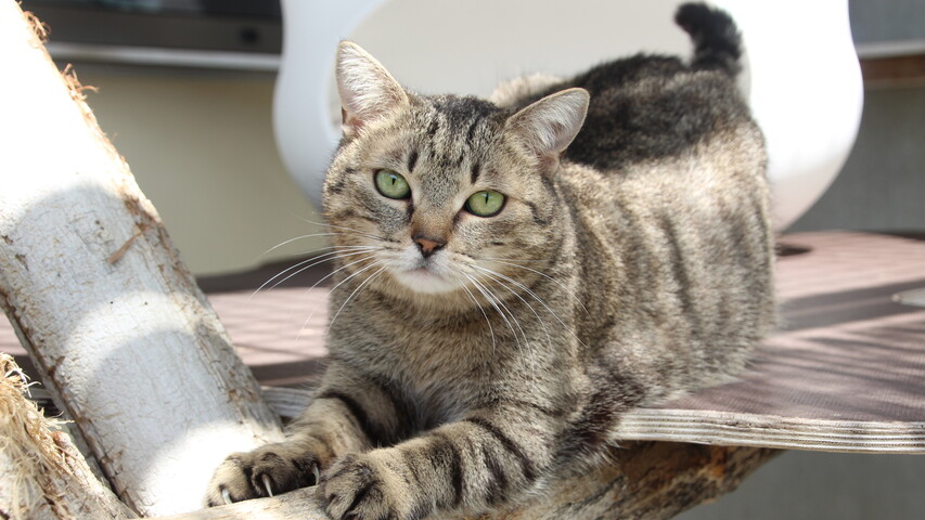 Foto Katze Endivia im Liegen