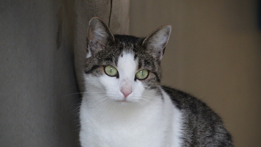 Braun getigerte Katze