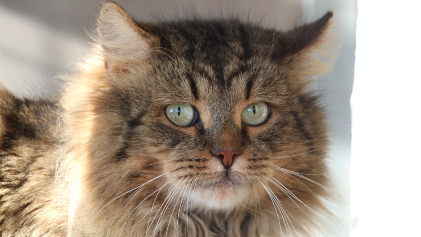 Braun getigerte Katze