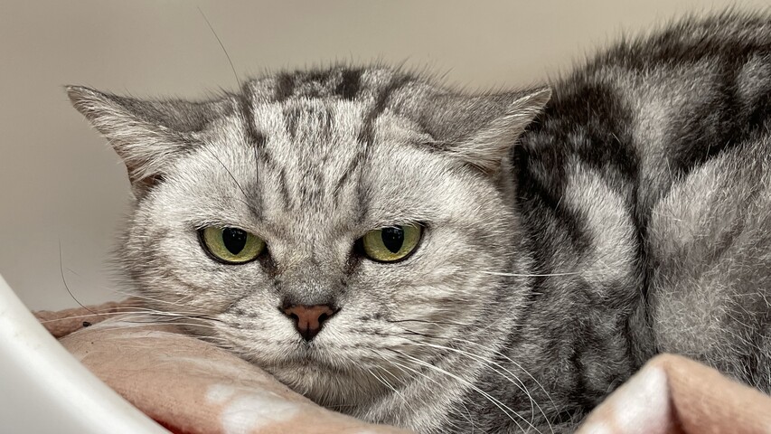 grau getigerte katze