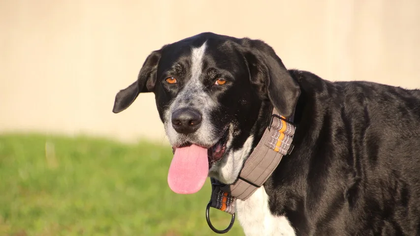 schwarz weißer hund