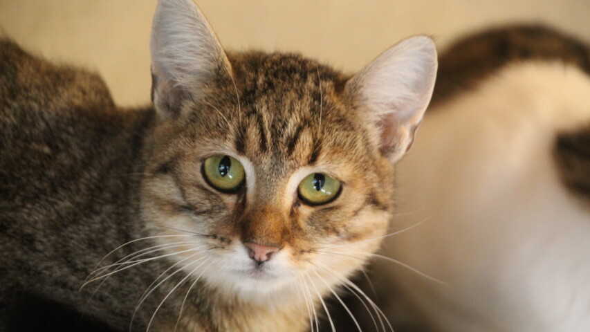 grau getigerte katze