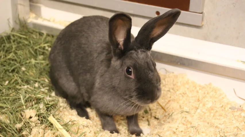 graues Kaninchen