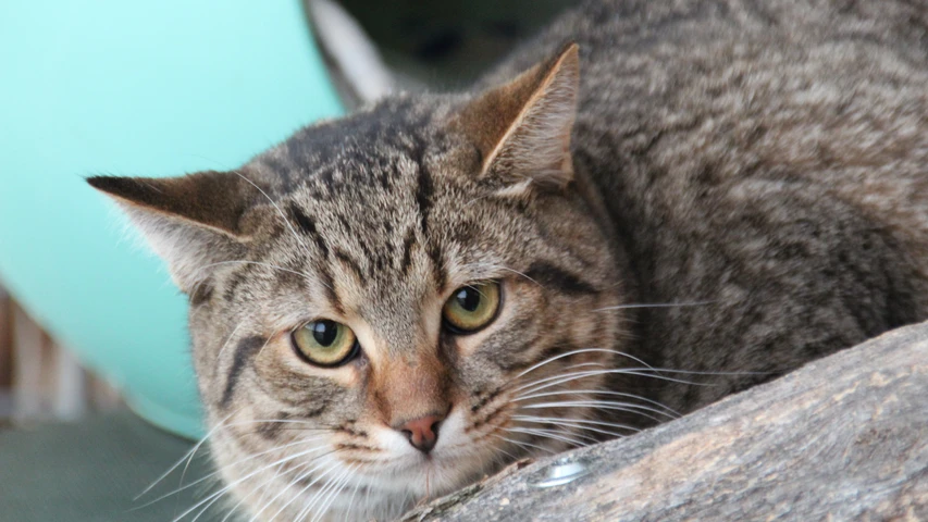 Braun getigerte Katze