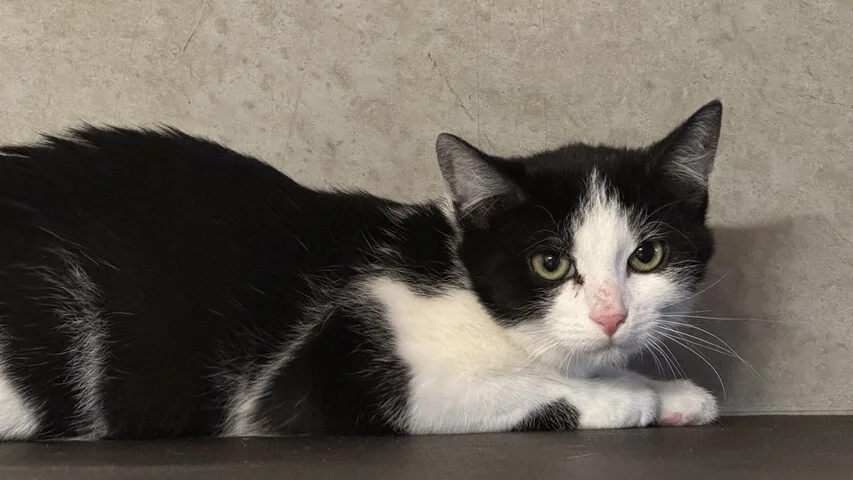 schwarz weiße katze