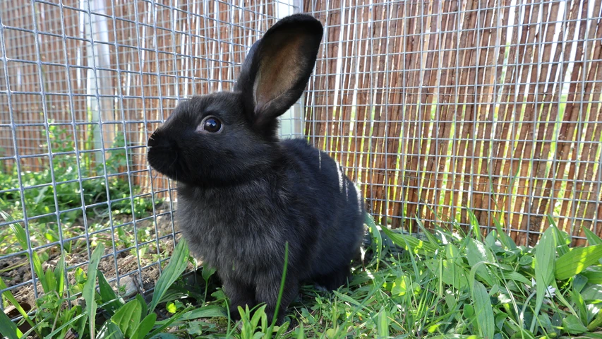 schwarzes Kaninchen
