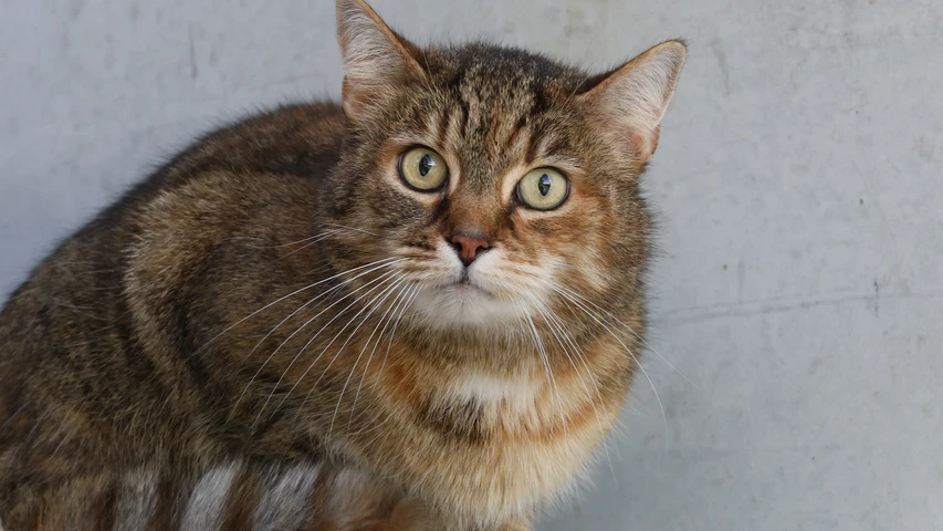 Puppi, Katze