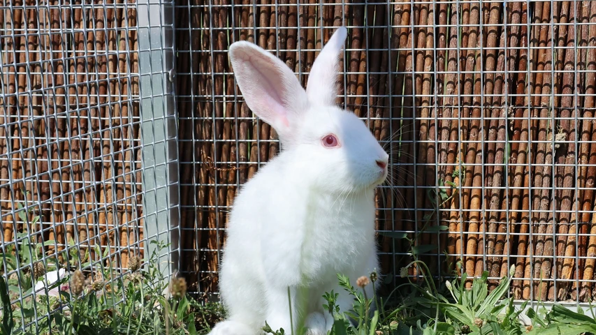 Kaninchen Sisu
