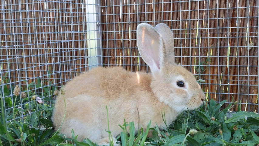 Tuck, Kaninchen
