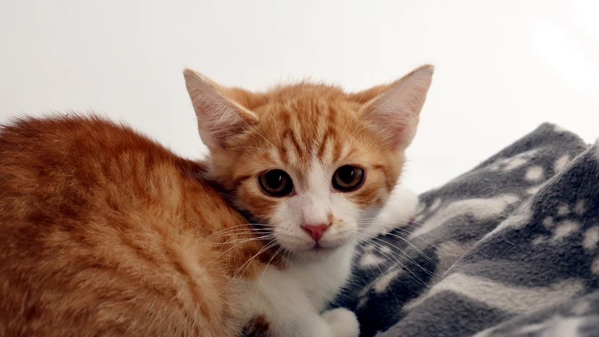 Kater Gustav