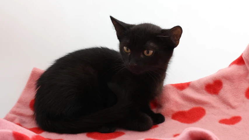 schwarzer Kater