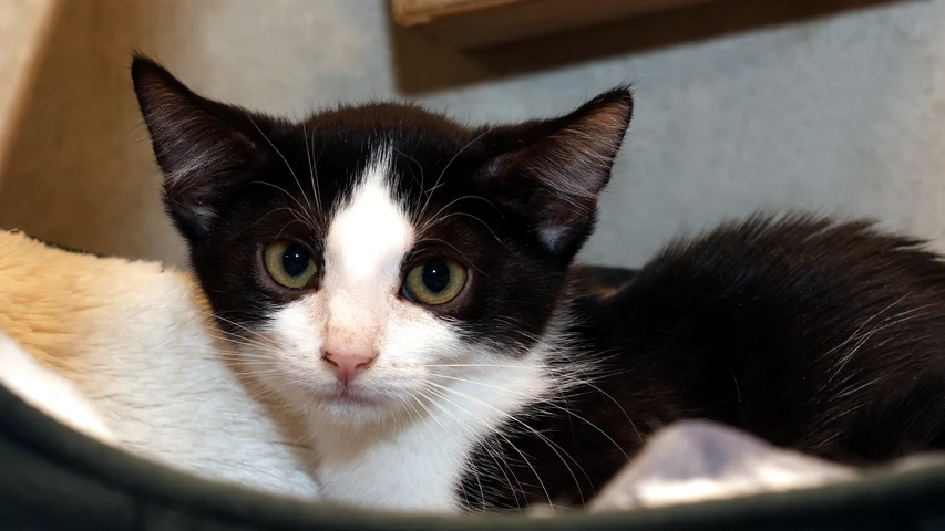 Katze Malia