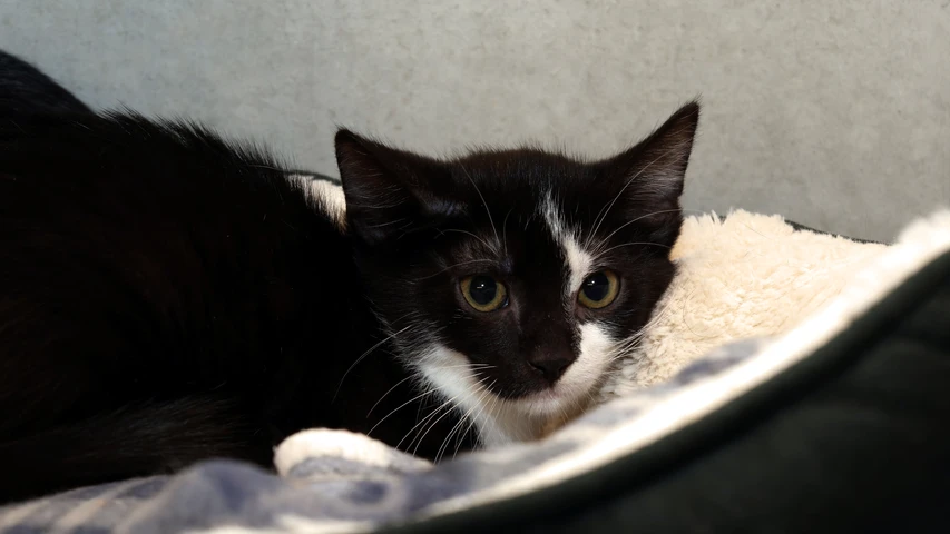 Kater Marvin
