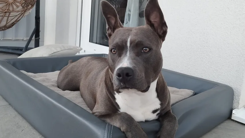 Kira