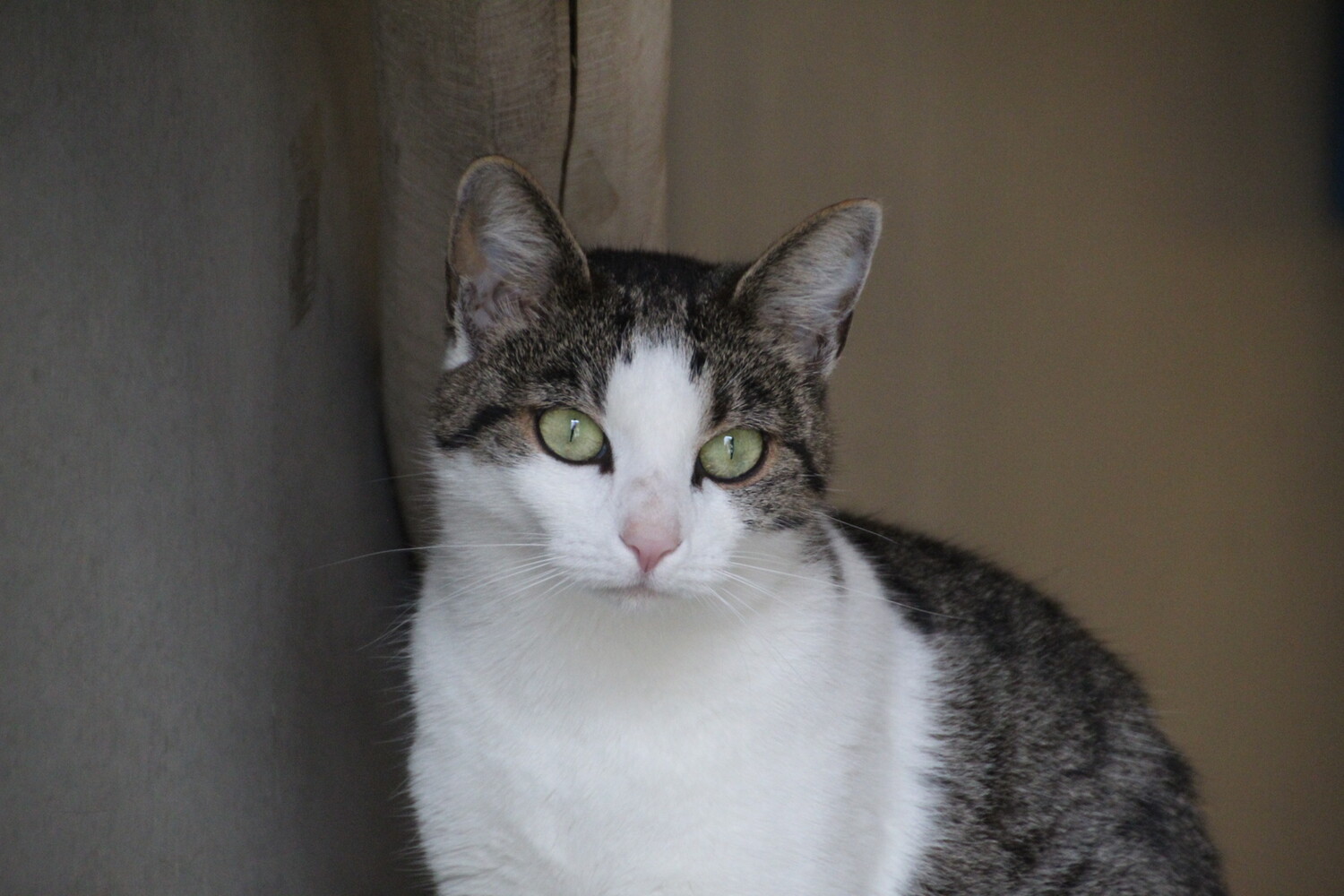 Braun getigerte Katze