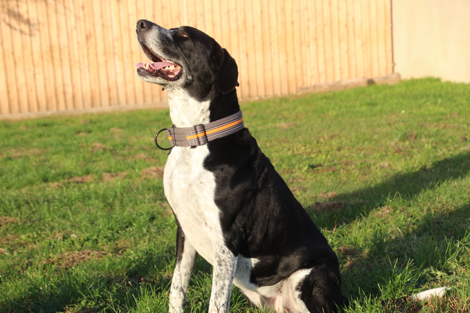 schwarz weißer hund