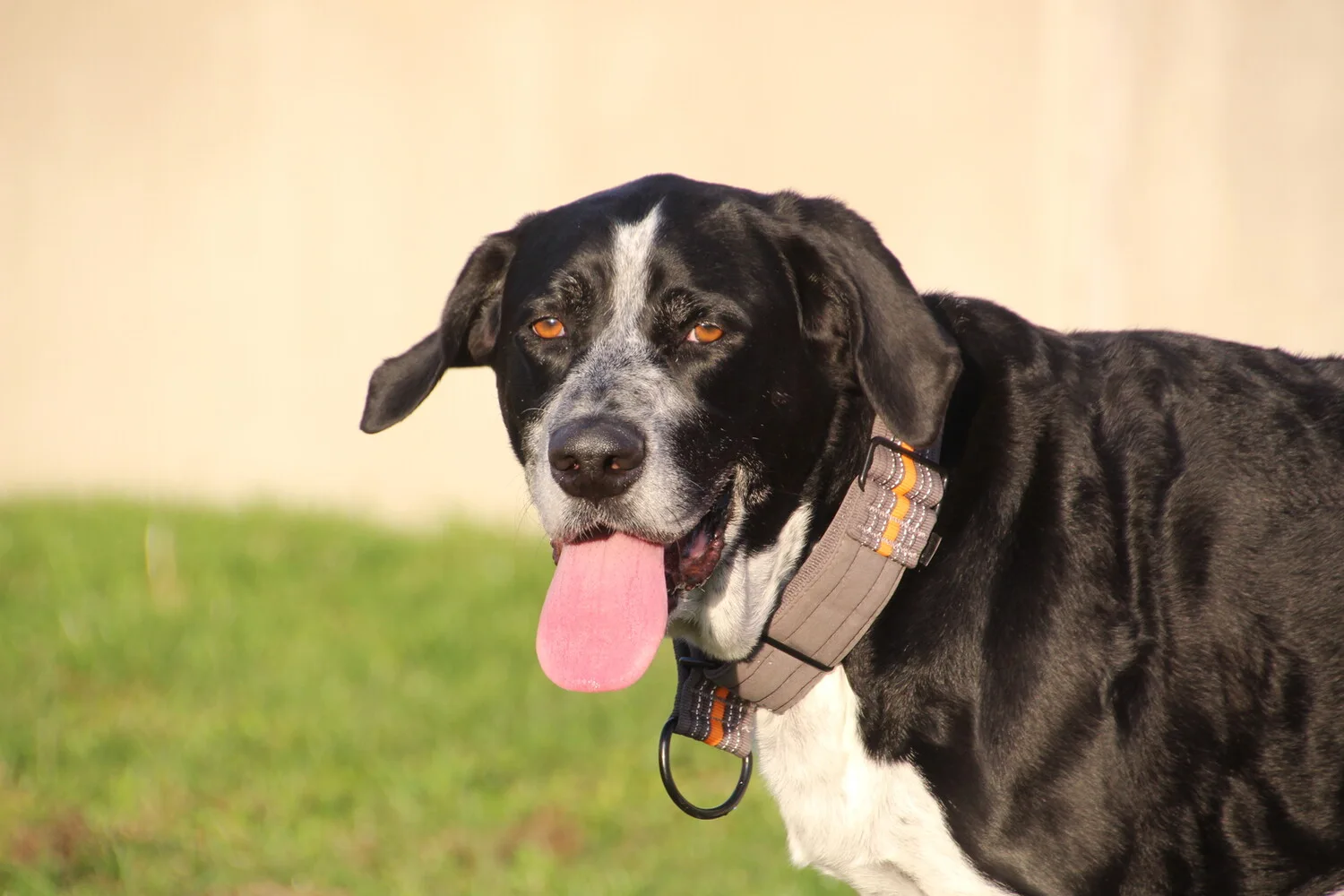 schwarz weißer hund