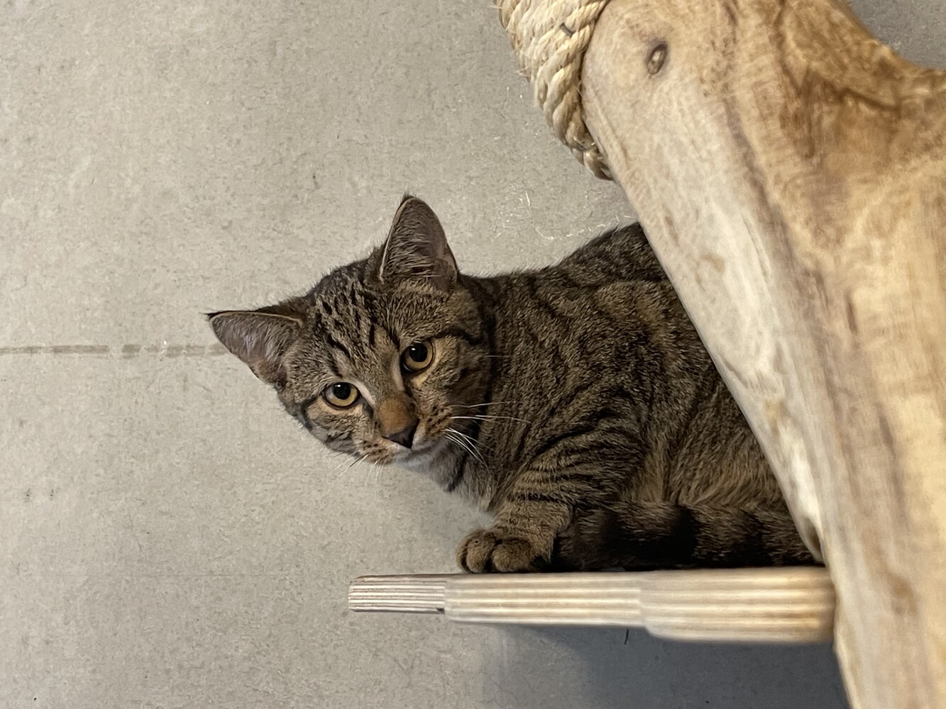 Braun getigerte Katze