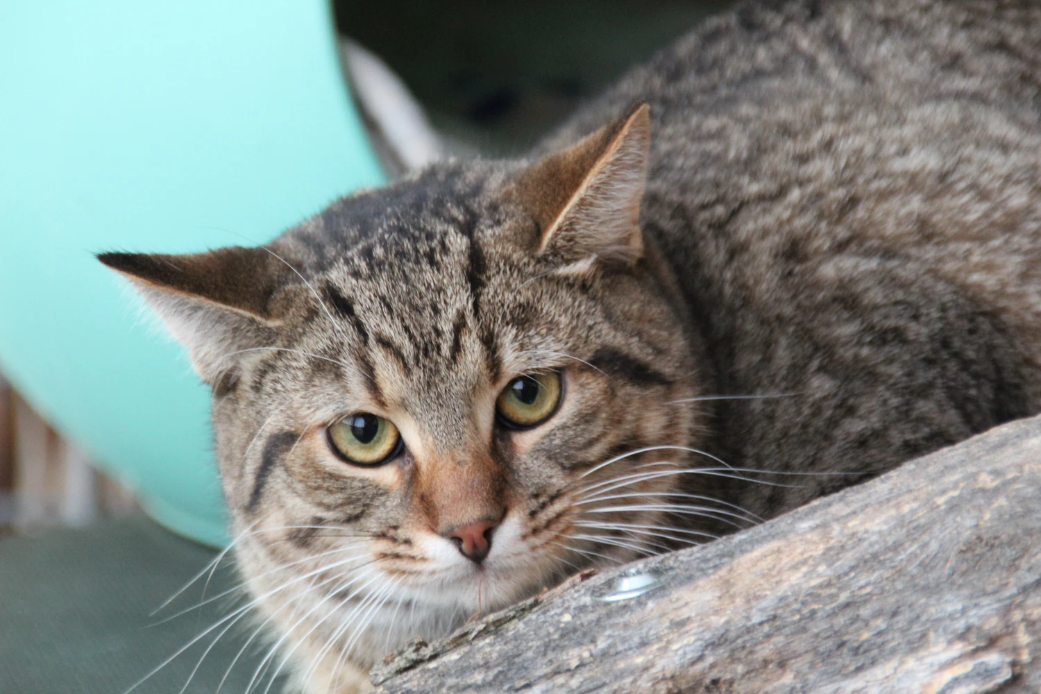 Braun getigerte Katze