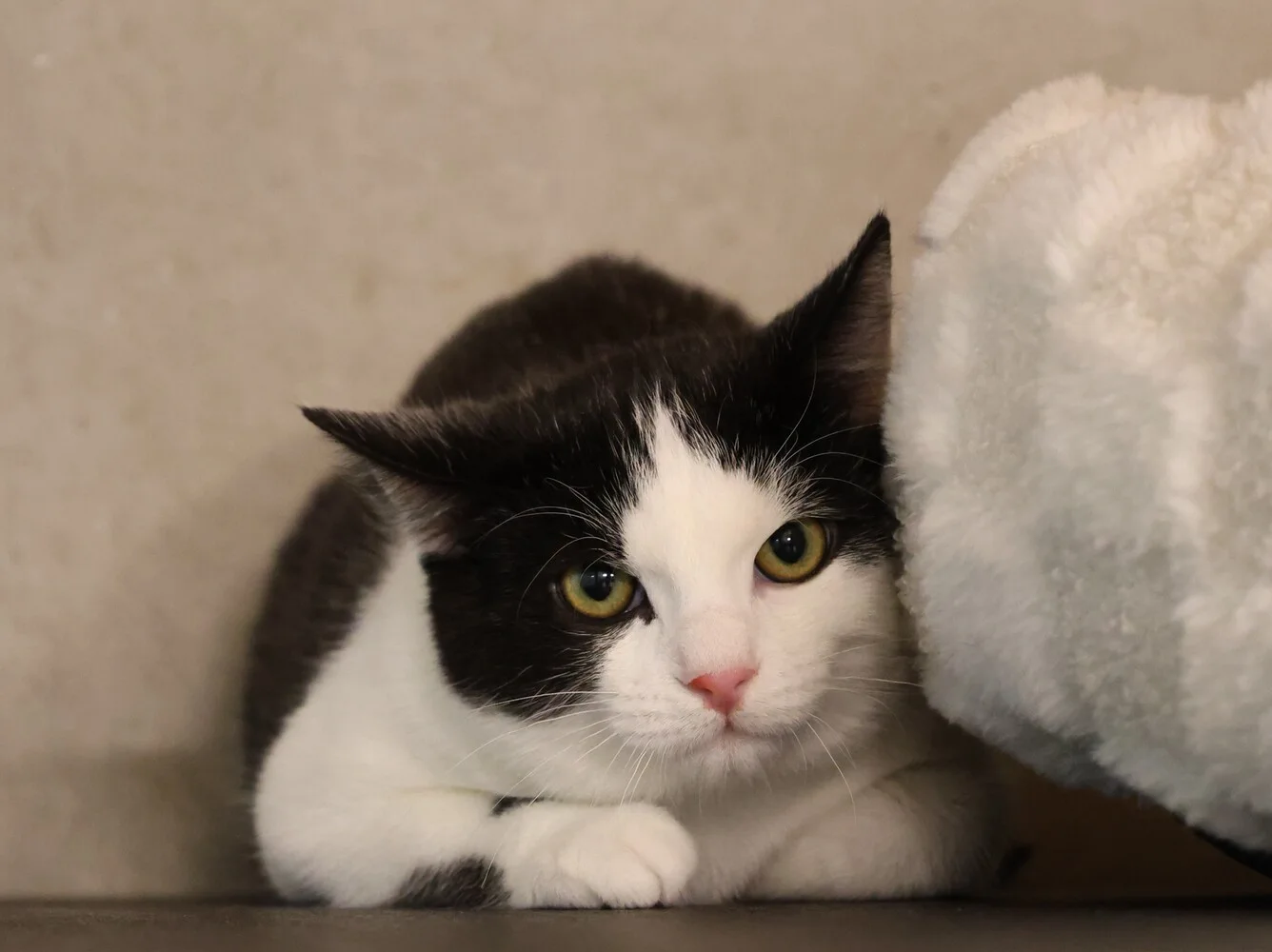 schwarz weiße katze