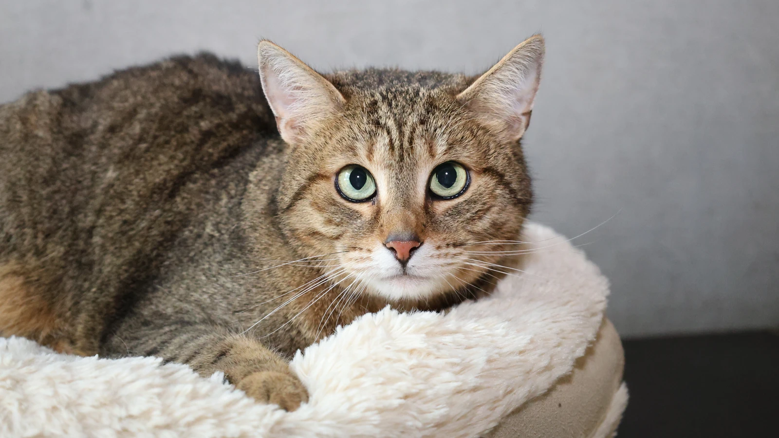 braun getigerte katze