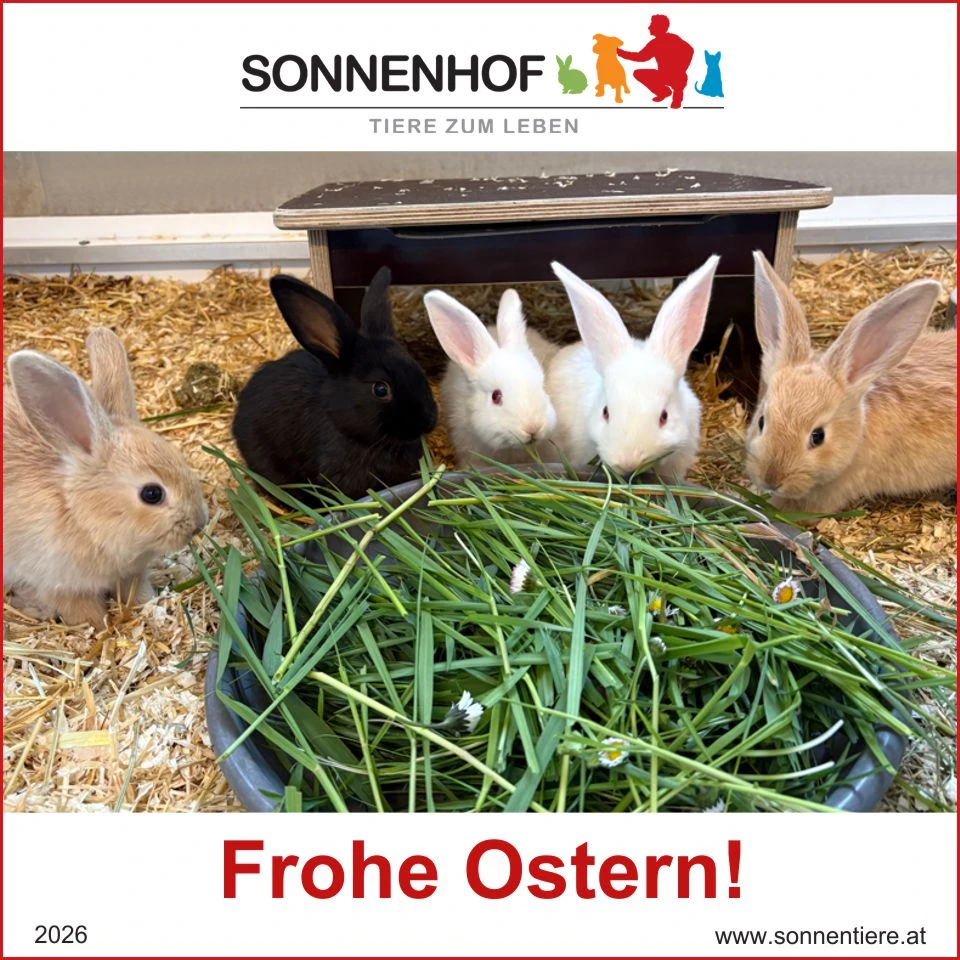 Junge Kaninchen fressen Grünfutter