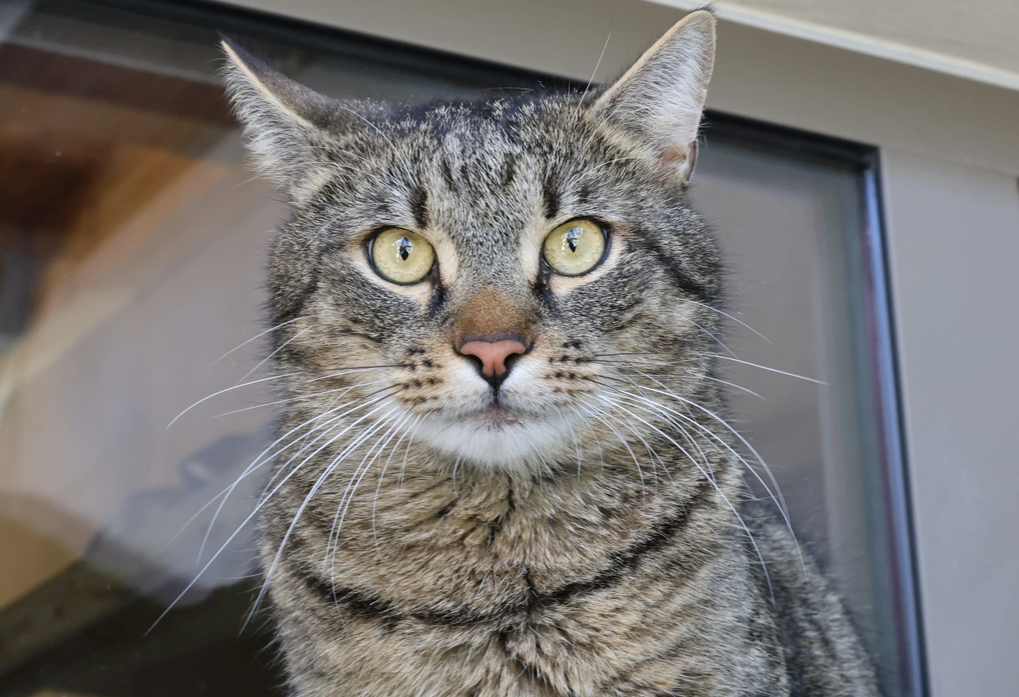 Rüzgar, Tigerkater