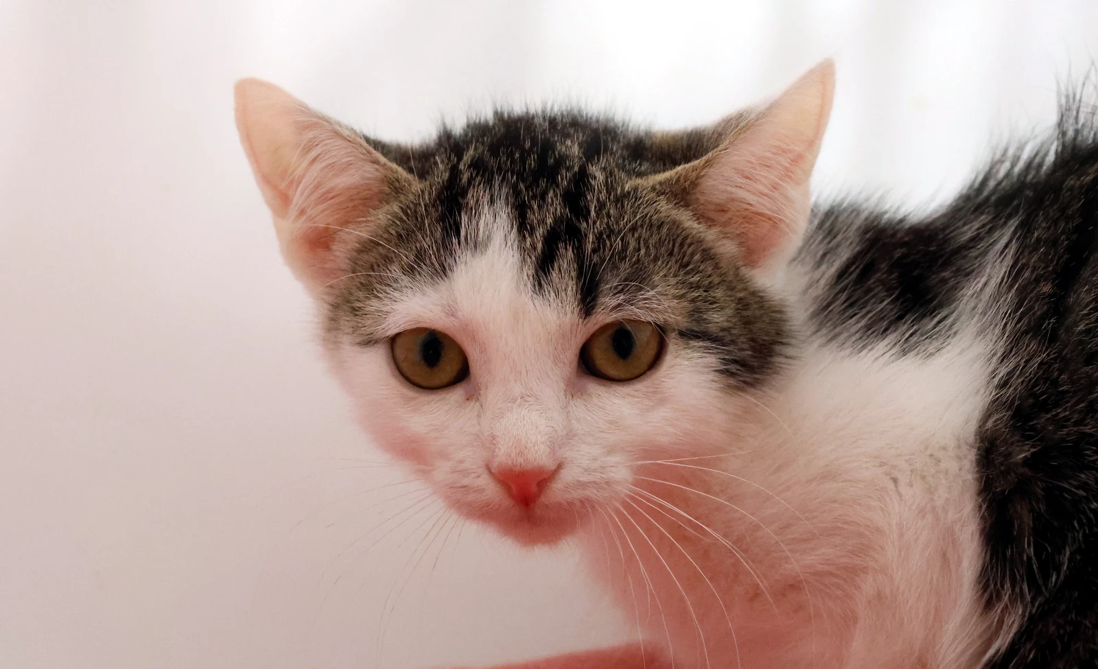 Katze Aamina