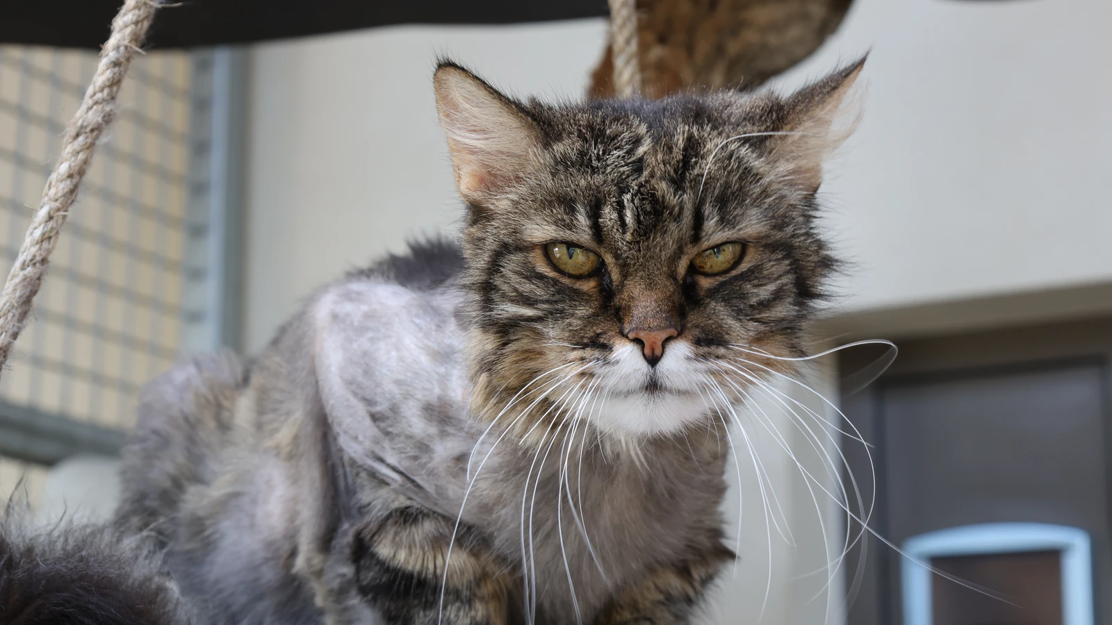 braun getigerter Kater