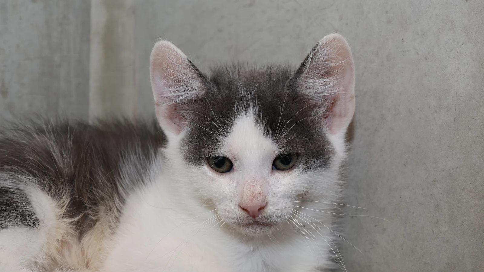 Kater Noah