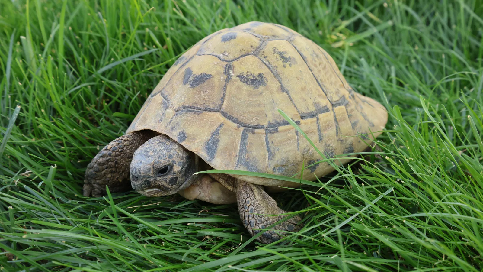 Griechische Landschildkröte männlich