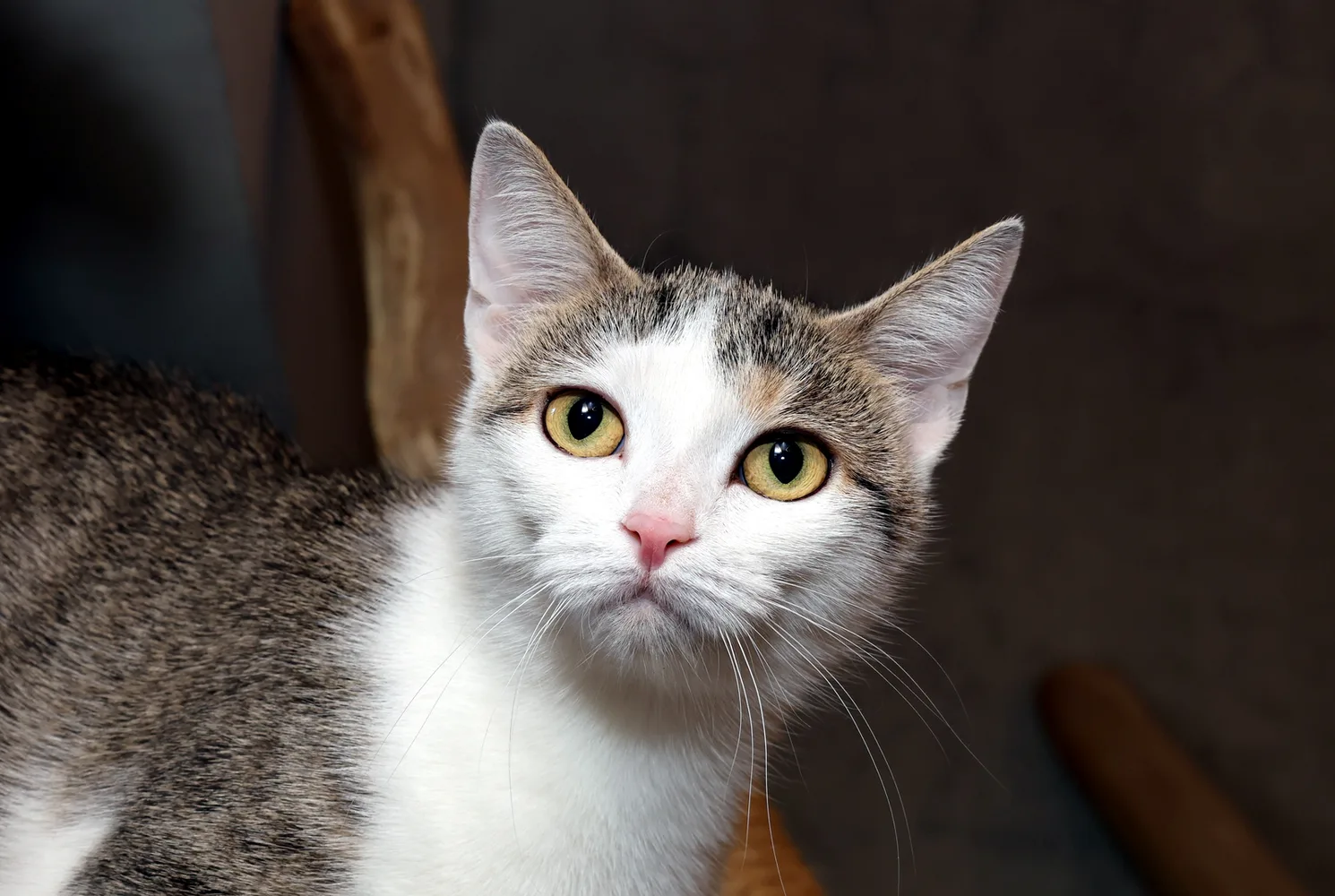 Katze Neele