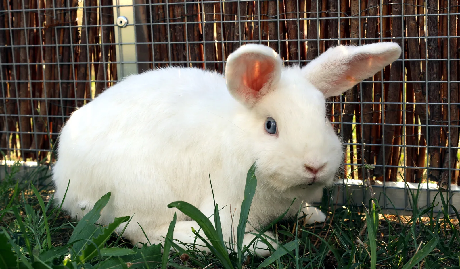 Snowie, Kaninchen